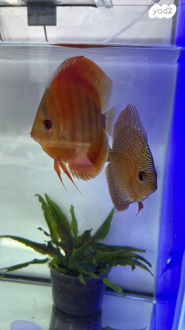 תמונת מודעה - חיות מחמד