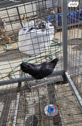 תמונת מודעה - חיות מחמד