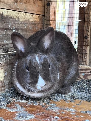 תמונת מודעה - חיות מחמד