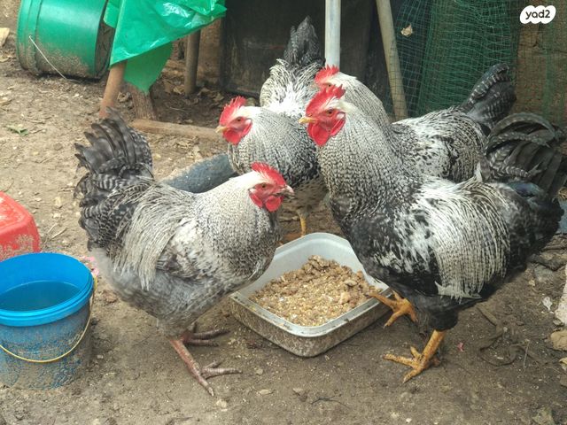 תמונת מודעה - חיות מחמד