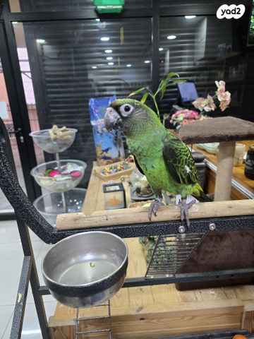 תמונת מודעה - חיות מחמד