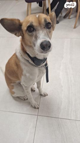 תמונת מודעה - חיות מחמד