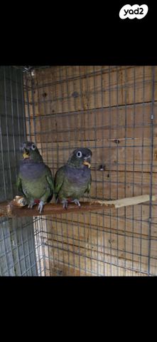 תמונת מודעה - חיות מחמד