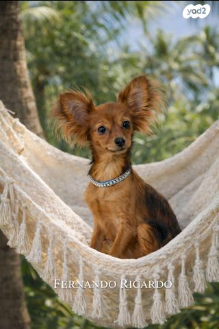 תמונת מודעה - חיות מחמד