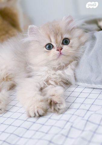 תמונת מודעה - חיות מחמד