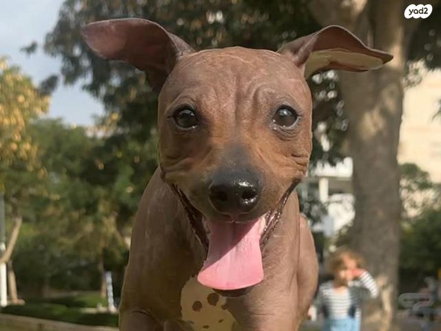 תמונת מודעה - חיות מחמד