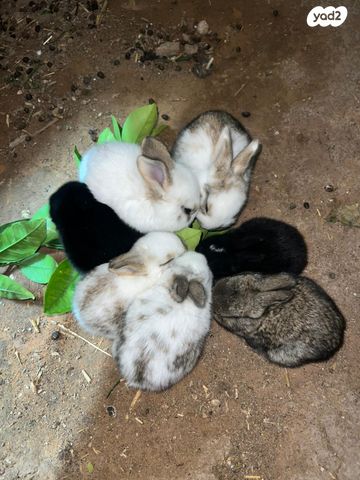 תמונת מודעה - חיות מחמד