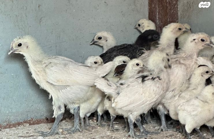 תמונת מודעה - חיות מחמד