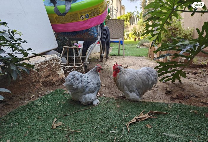 תמונת מודעה - חיות מחמד