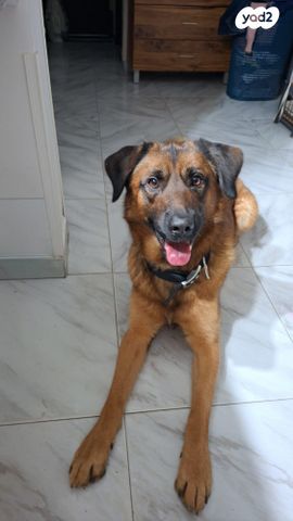 תמונת מודעה - חיות מחמד