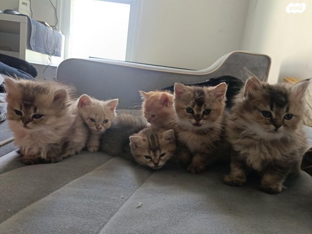 תמונת מודעה - חיות מחמד