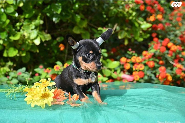 תמונת מודעה - חיות מחמד