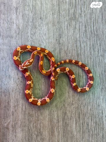 תמונת מודעה - חיות מחמד