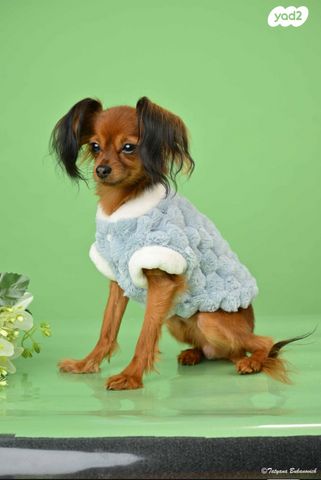 תמונת מודעה - חיות מחמד