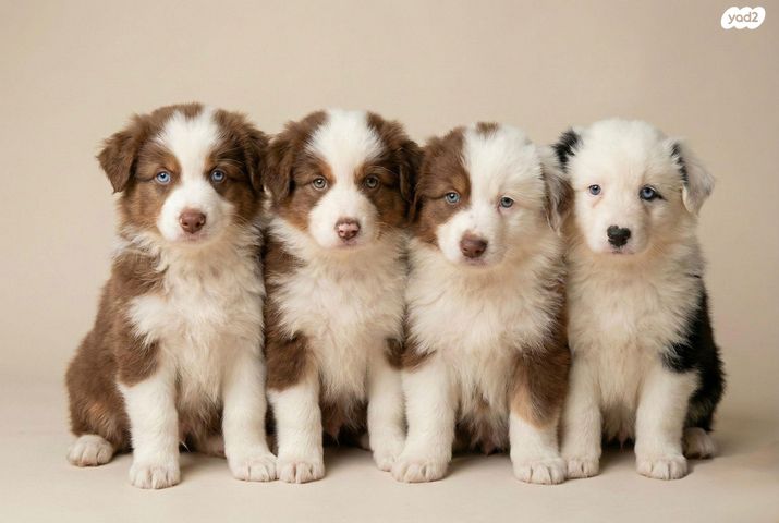 תמונת מודעה - חיות מחמד