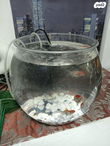 תמונת מודעה - חיות מחמד