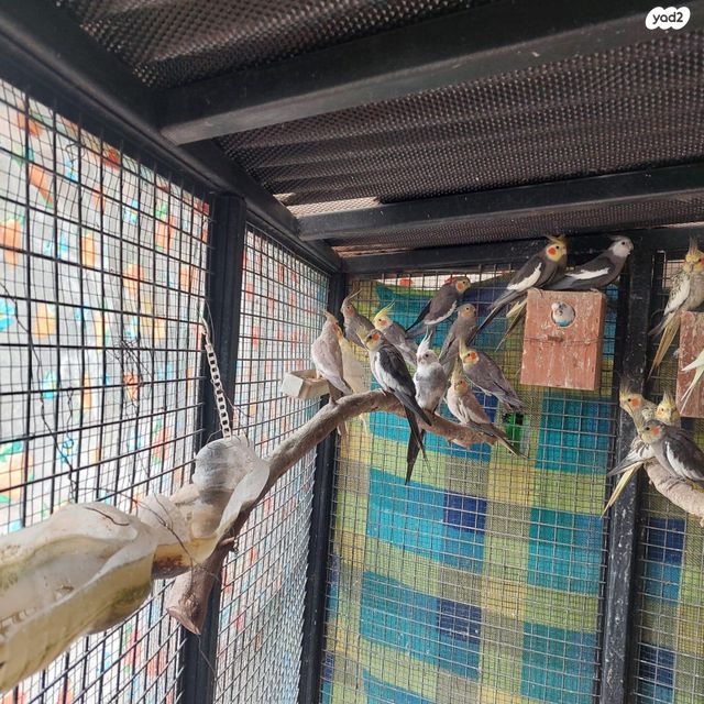 תמונת מודעה - חיות מחמד