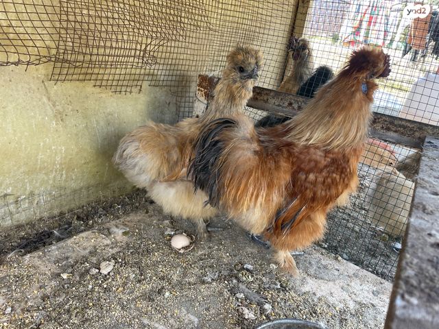 תמונת מודעה - חיות מחמד