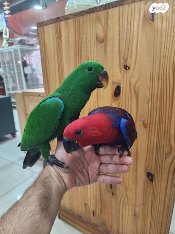 תמונת מודעה - חיות מחמד