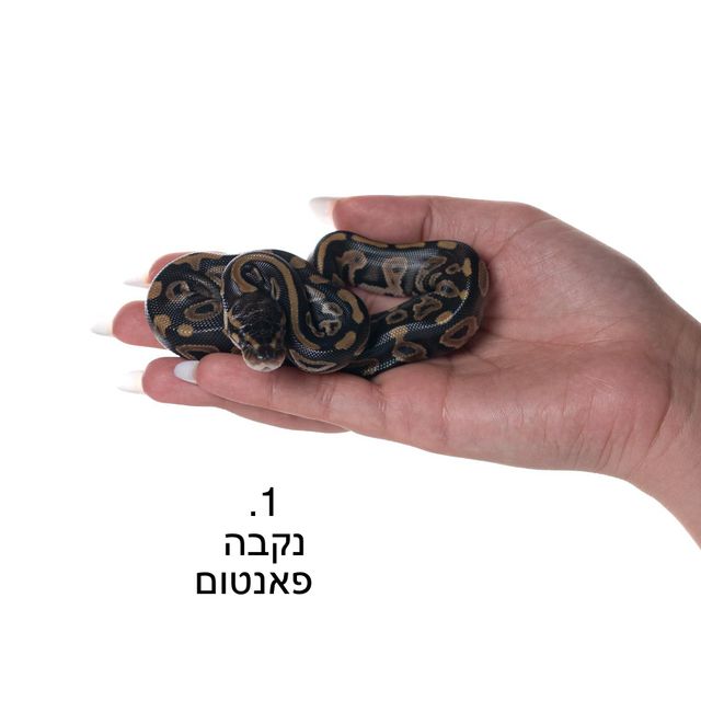 תמונת מודעה - חיות מחמד