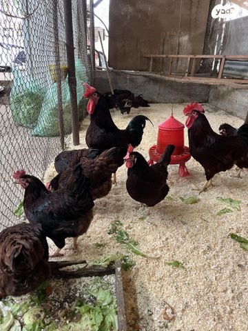 תמונת מודעה - חיות מחמד