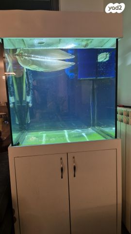 תמונת מודעה - חיות מחמד