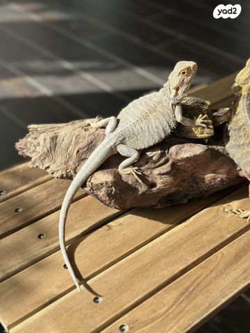 תמונת מודעה - חיות מחמד