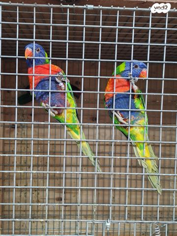 תמונת מודעה - חיות מחמד