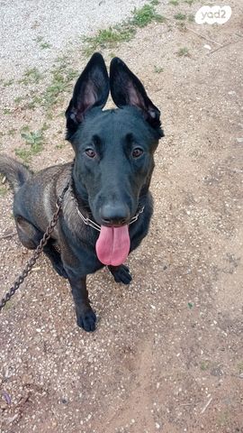 תמונת מודעה - חיות מחמד