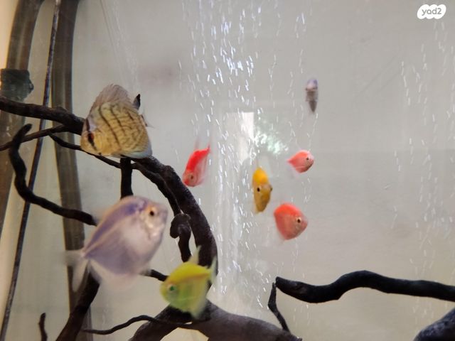 תמונת מודעה - חיות מחמד