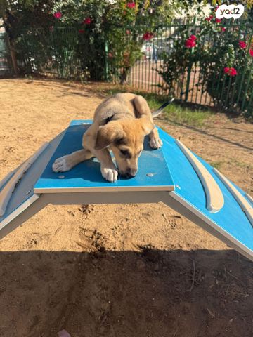 תמונת מודעה - חיות מחמד