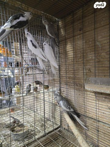 תמונת מודעה - חיות מחמד