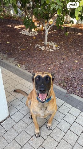 תמונת מודעה - חיות מחמד