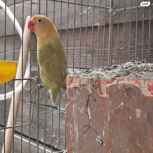 תמונת מודעה - חיות מחמד