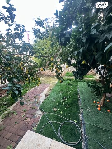 ששת הימים 11