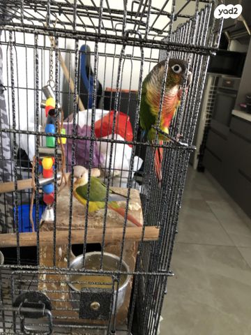 תמונת מודעה - חיות מחמד