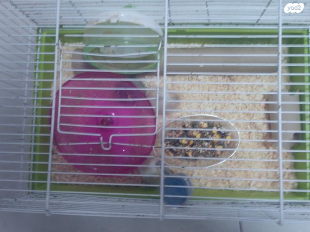 תמונת מודעה - חיות מחמד