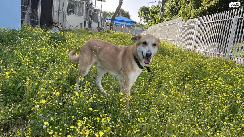 תמונת מודעה - חיות מחמד