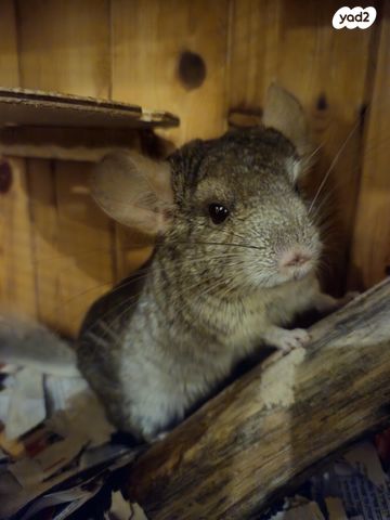 תמונת מודעה - חיות מחמד