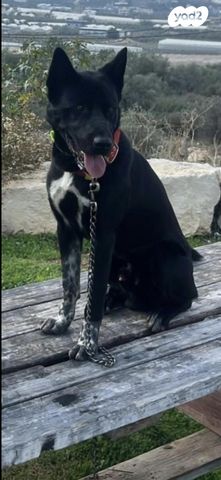 תמונת מודעה - חיות מחמד