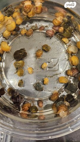 תמונת מודעה - חיות מחמד