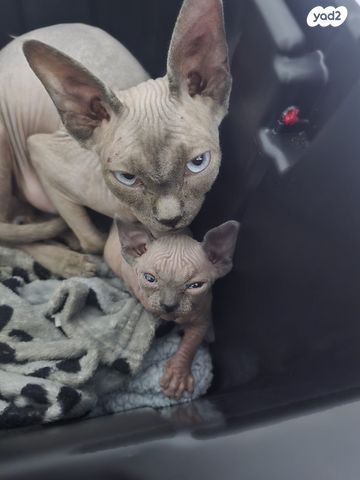 תמונת מודעה - חיות מחמד