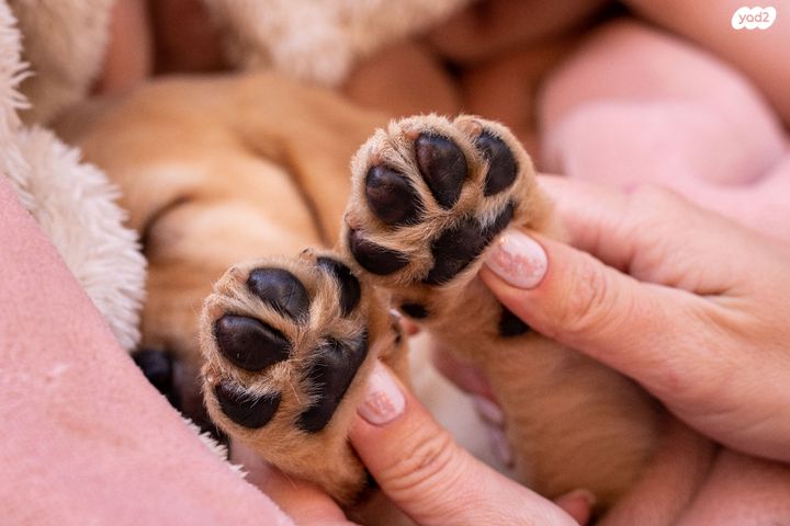 תמונת מודעה - חיות מחמד