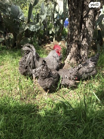 תמונת מודעה - חיות מחמד