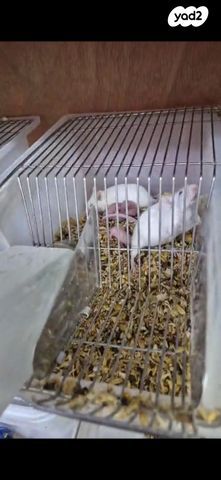 תמונת מודעה - חיות מחמד