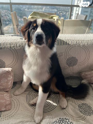 תמונת מודעה - חיות מחמד