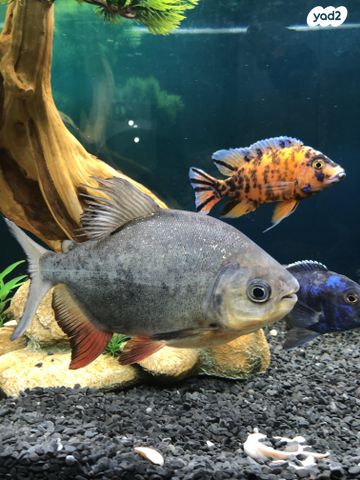 תמונת מודעה - חיות מחמד