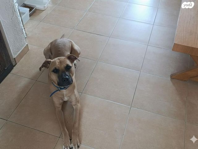 תמונת מודעה - חיות מחמד