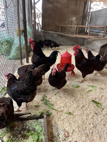 תמונת מודעה - חיות מחמד