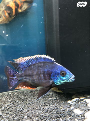 תמונת מודעה - חיות מחמד